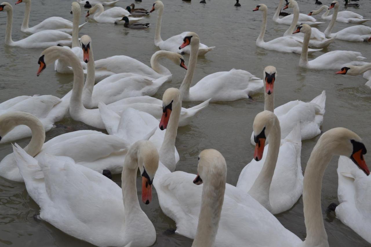 Gostisce Jezero Medvode